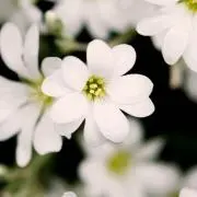 chirii