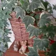 ぽこんの画像