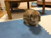 motimotiの画像