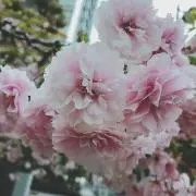 Aの画像