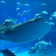 ☆YOUさま専用【XXS】APC デニムジャケット - メルカリ