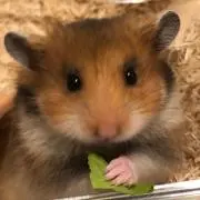 ラッティーの画像