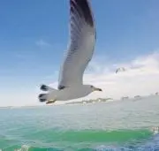 ればん