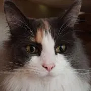 ほっしー