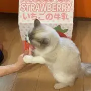 オレンジの画像