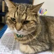チャペねこの画像