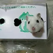 クマたん☆