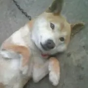 あちゃ
