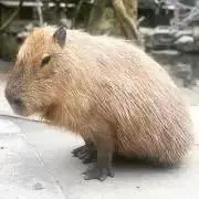 【前日〆7／8発送】まーまれーど@多忙の画像