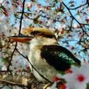 ワライカワセミの画像