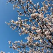 Kikoの画像