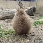 ガッチの画像