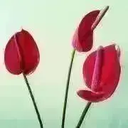 しゅえの画像