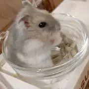 ポンカンの画像