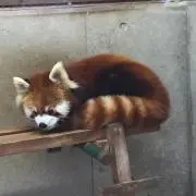 はまちゃん