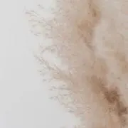 lopuの画像