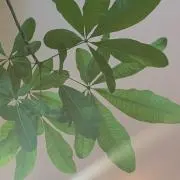七 福 神の画像