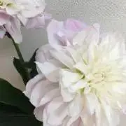 MIRAIの画像