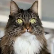 パンナコッタ