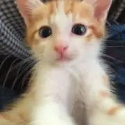 じっぷぱんだ