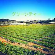 ☆グリーンティー