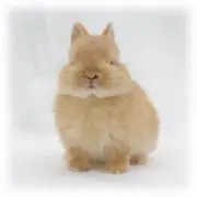 みずの画像