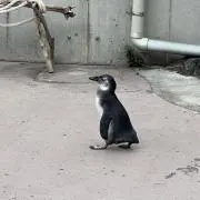 ヒナタ