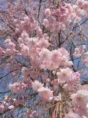 桜の枝