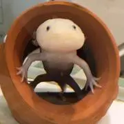 mehy