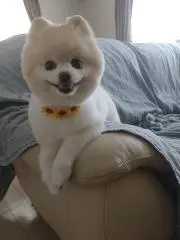 きなこの画像