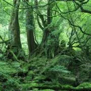木工工房　森のきこりの画像