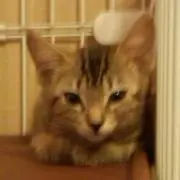 せいたんの画像