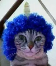 Choko