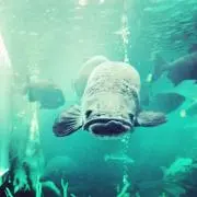 Namiの画像