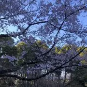ゆにの画像