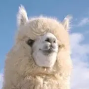 Alpaca