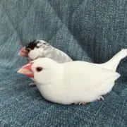 しら玉の画像