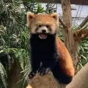 ちょこの画像