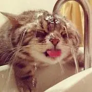 ぬこしゃん