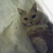 【即購入OK/値下げNG】まどりんの画像