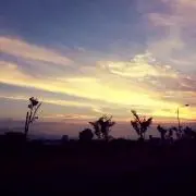 ボタン海老の画像