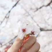Maiの画像