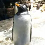 Parkyuka