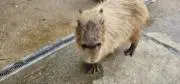 ゆりちゃんラブの画像