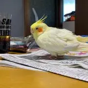 連弾の画像