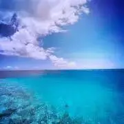 Puryの画像