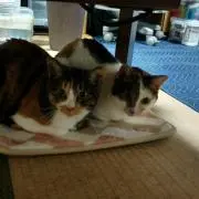 たつお