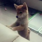 柴犬