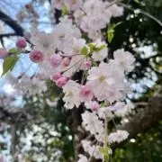 RSの画像