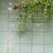 bobの画像